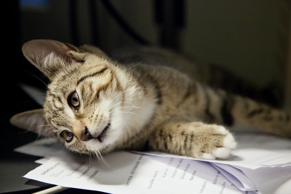 Cat over papers
