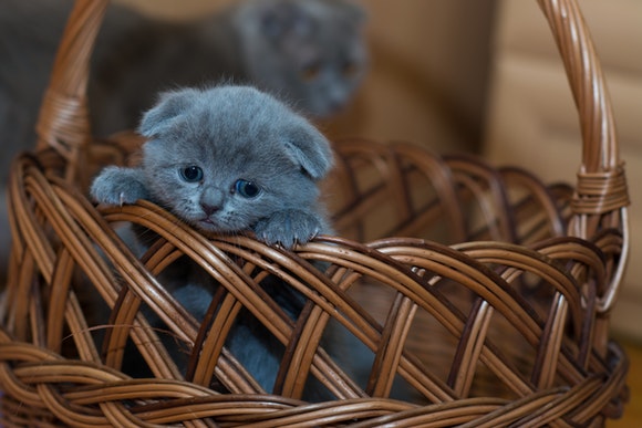 A cute cat in a basket