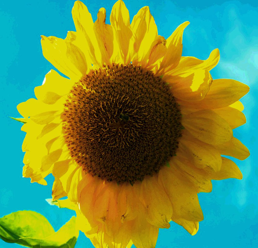 Sunflower - a feeling of living a life in the Suburbs